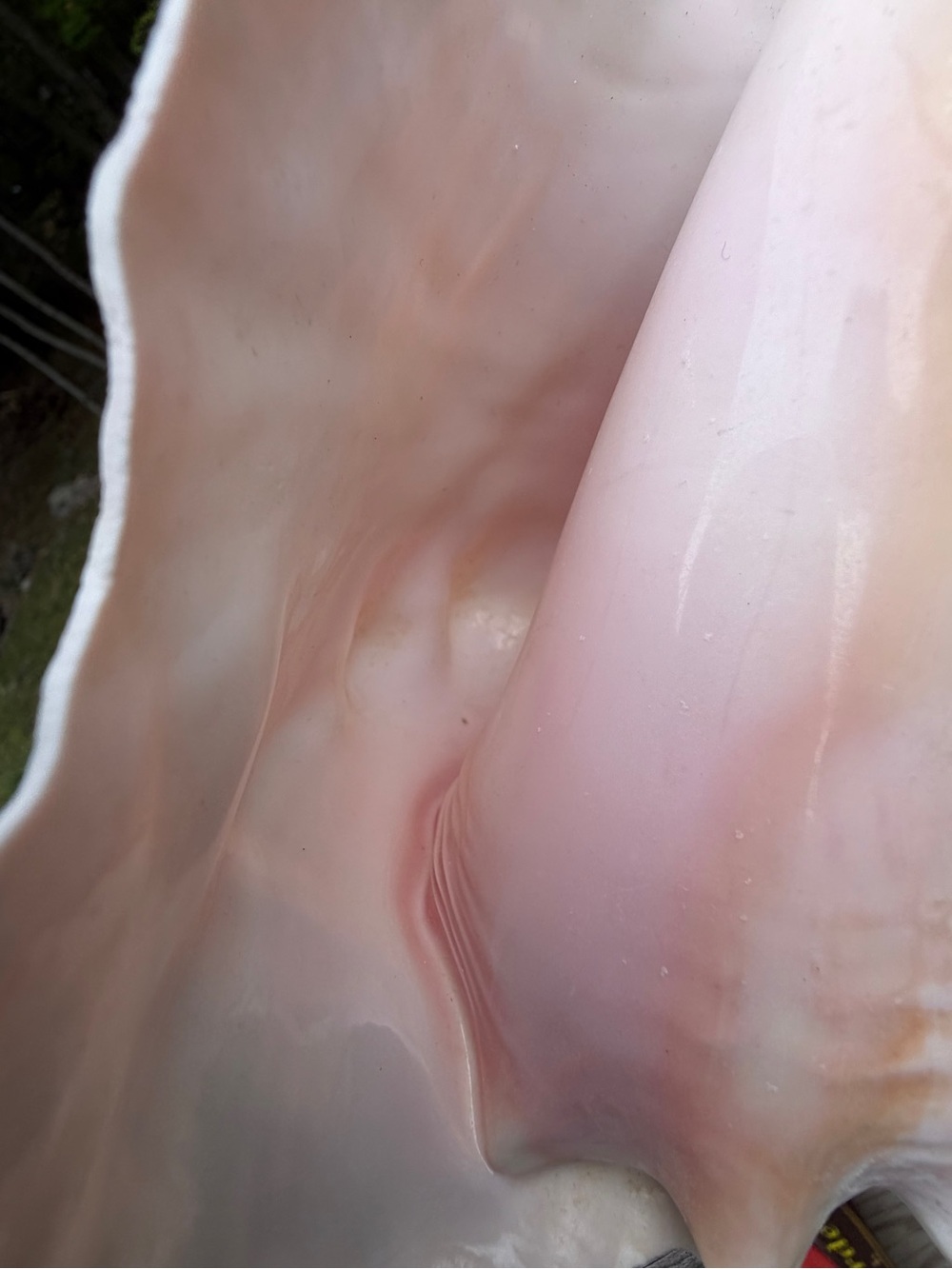 Queen Conch | SeaShell - Picture 5 of 13